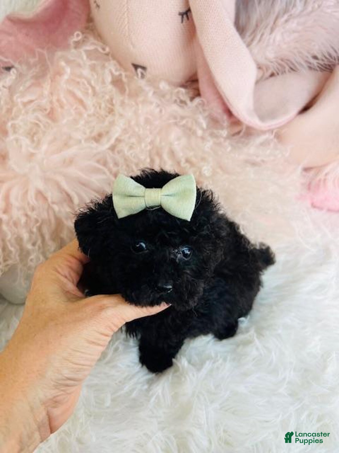 Toy Poodle dogs for sale: Teacup Poodle Puppy 1 - Ad 2