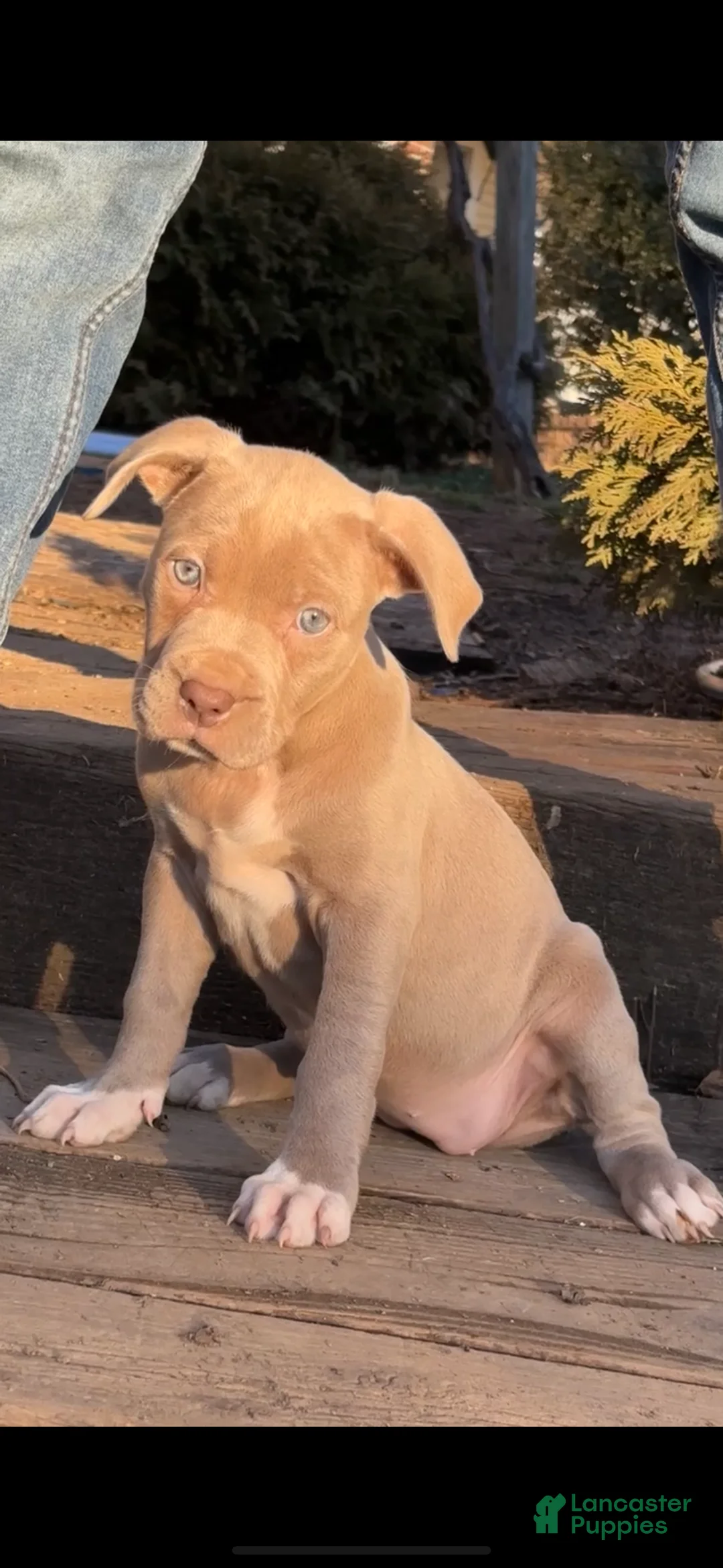 American Bully dogs for sale: Blue - Ad 1