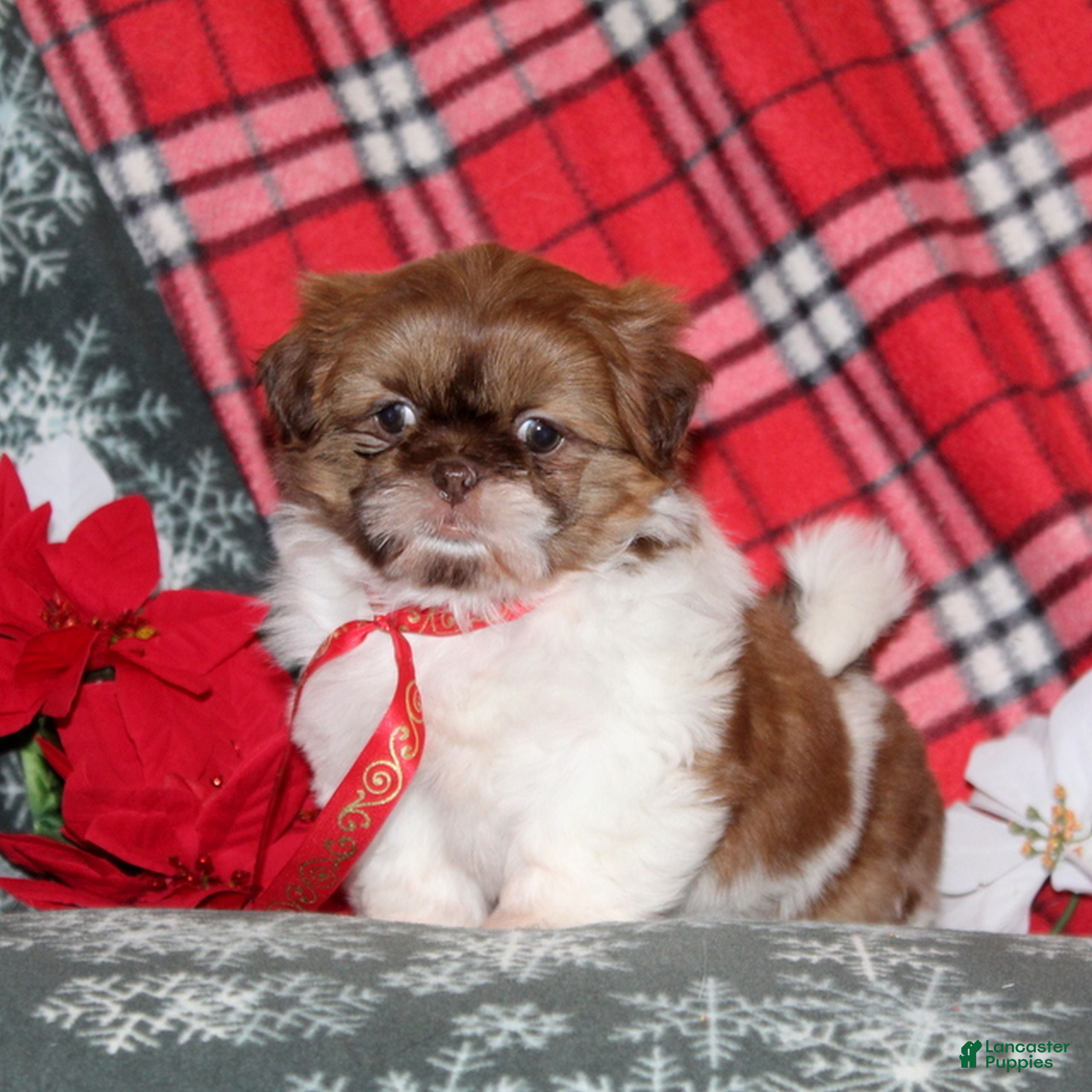 Shih Tzu dogs Mitzey  - Ad 29