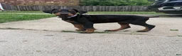 Doberman Pinscher dogs for sale: Kyoshi - Ad 2