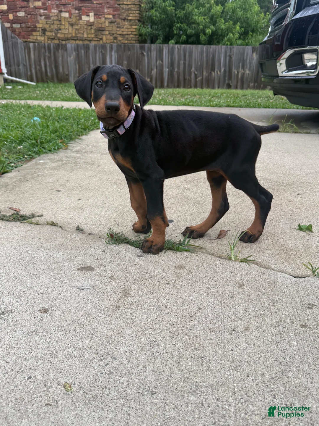 Doberman Pinscher dogs for sale: Kyoshi - Ad 2