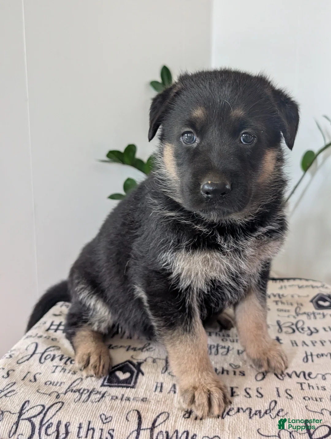 German Shepherd dogs for sale: Bella  - Ad 2