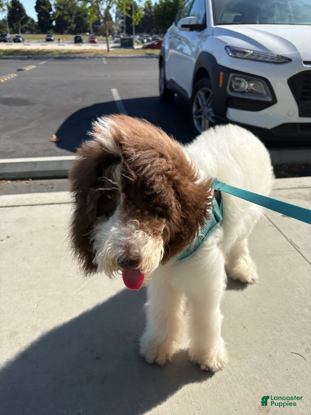 Standard Poodle dogs for sale: Horse - Ad 2