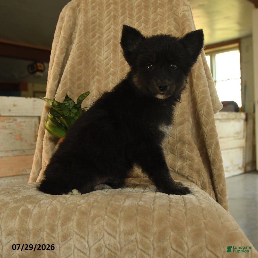 Pomsky dogs Zuzu - Ad 2