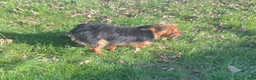 Yorkshire Terrier dogs for sale: Cooper - Ad 2