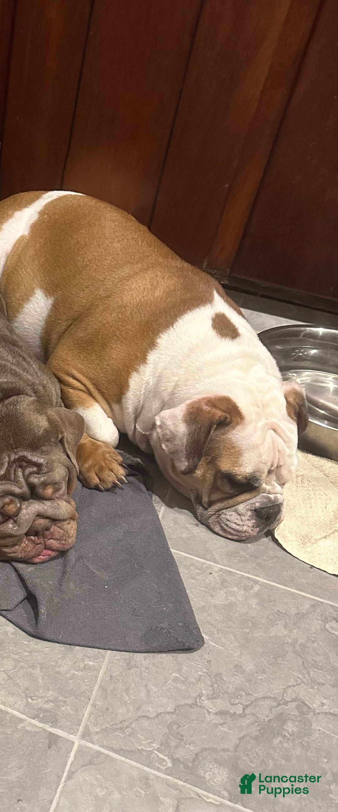 English Bulldog dogs for sale: Blue Fawn Merle Boy  - Ad 2