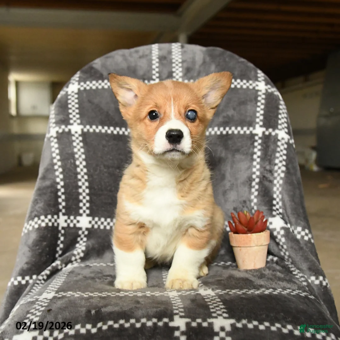 Welsh Corgi Pembroke dogs for sale: Victory - Ad 3