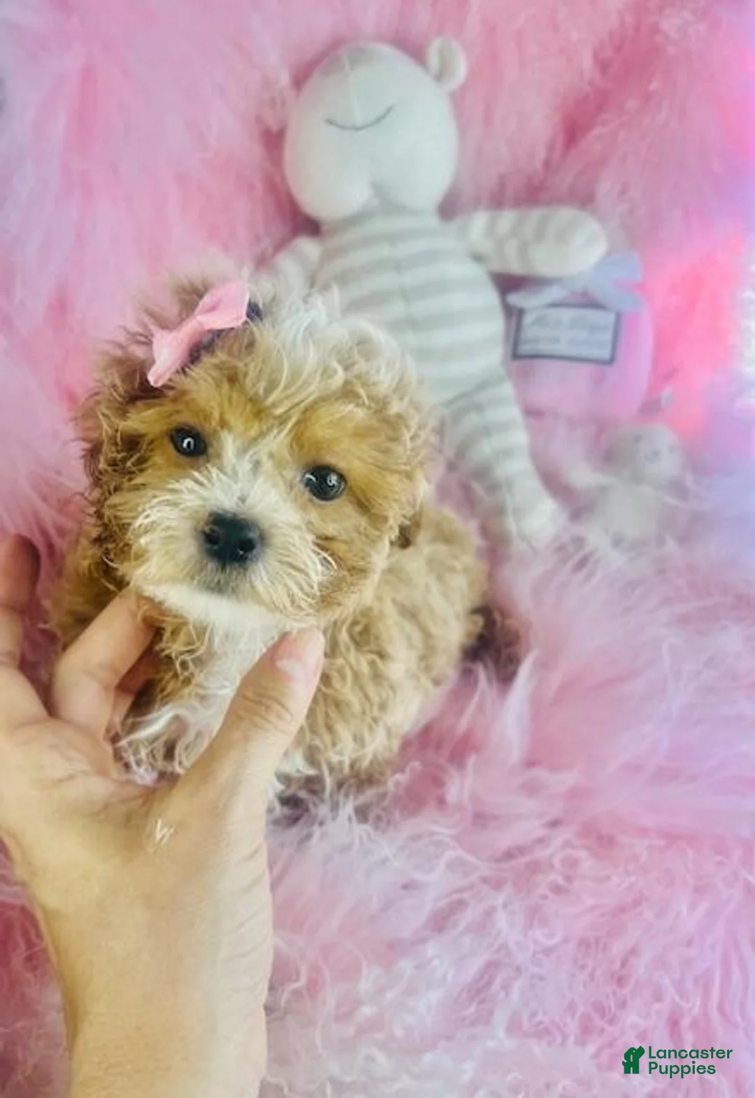 Cavapoo dogs for sale: Cavapoo 1 - Ad 2