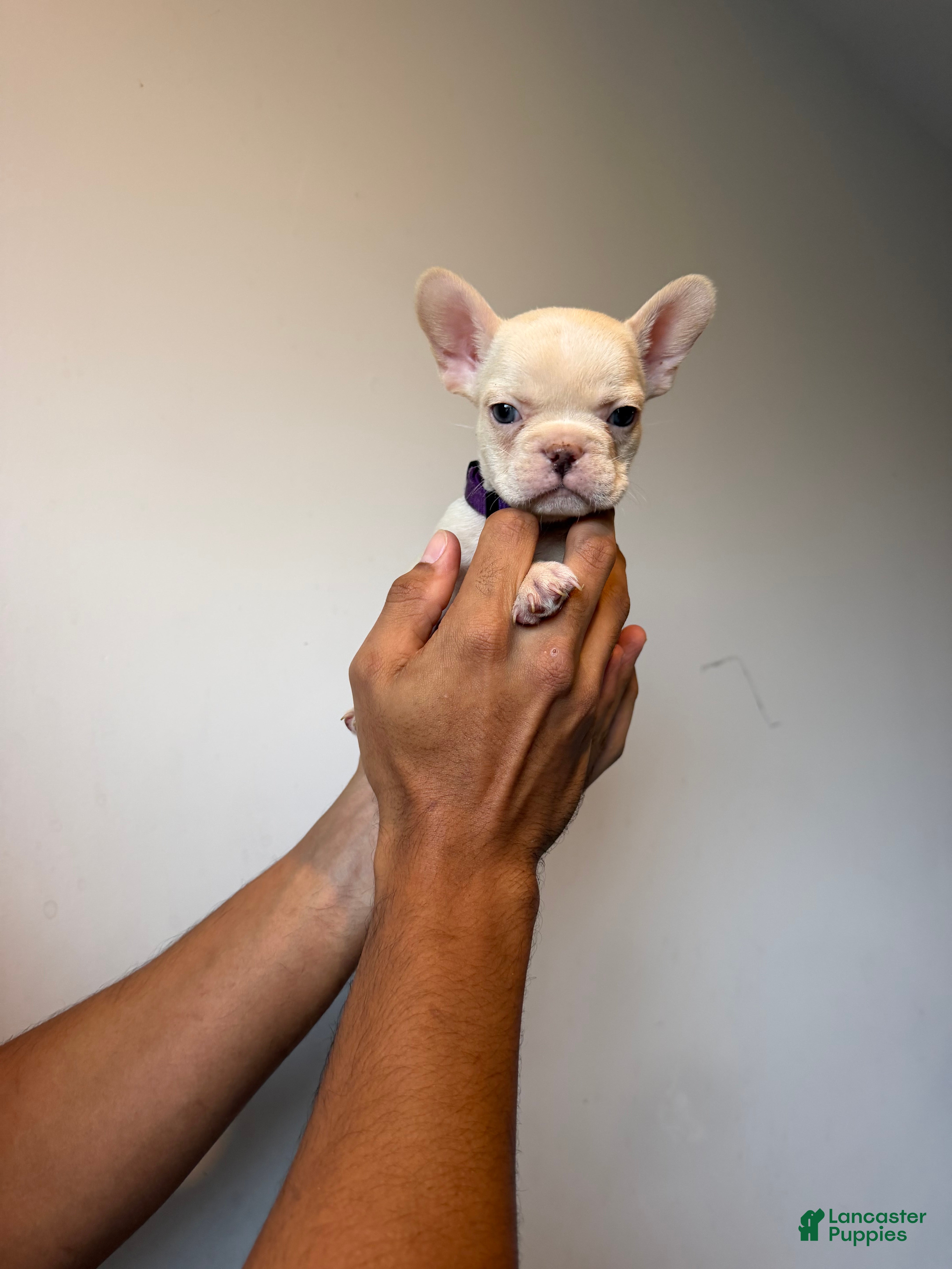 French Bulldog dogs for sale: Stella  - Ad 2