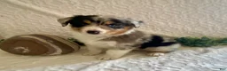Australian Shepherd dogs for sale: Rocky - Ad 1