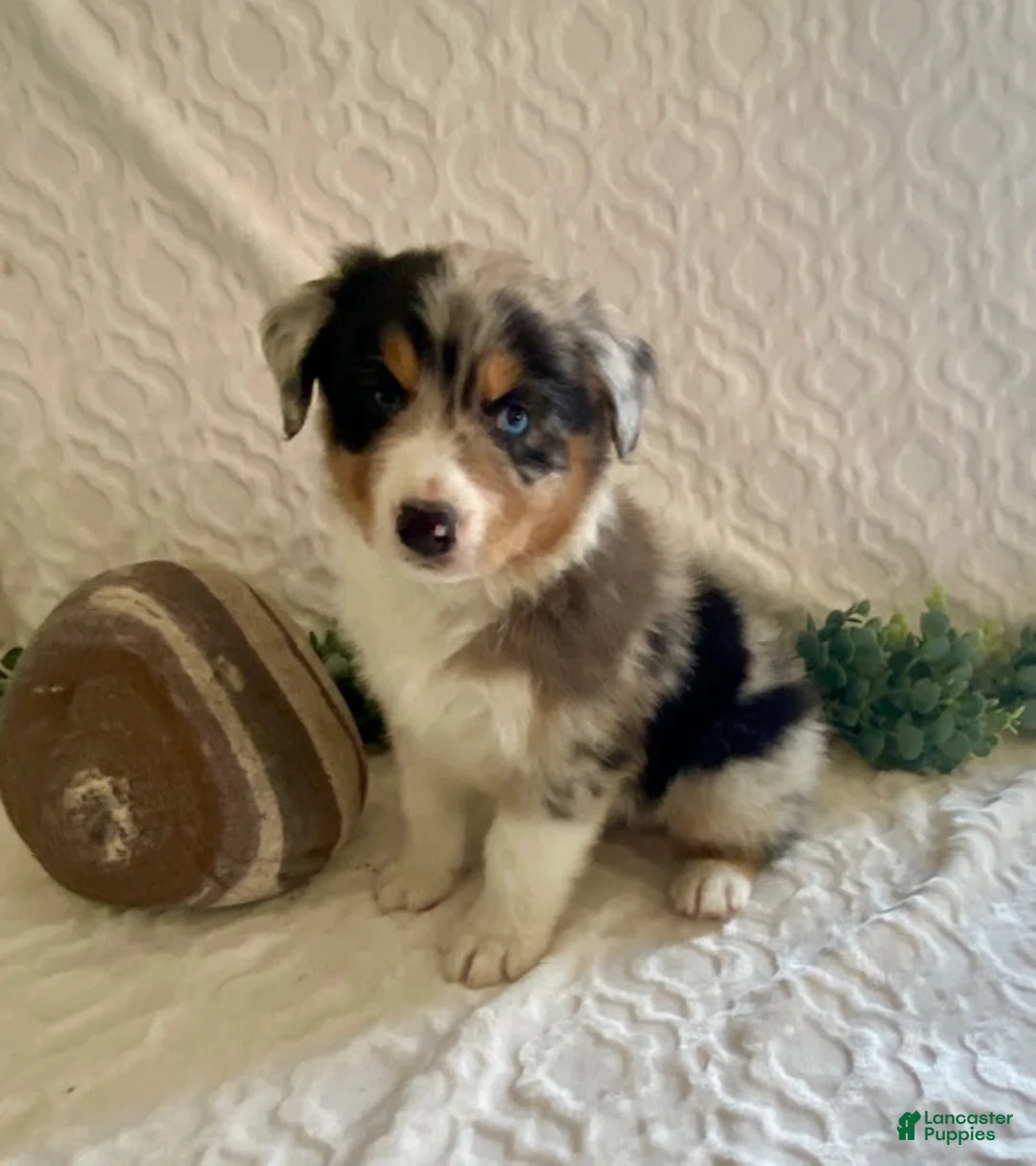 Australian Shepherd dogs for sale: Rocky - Ad 1