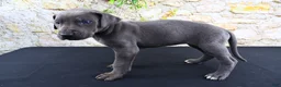 Great Dane dogs for sale: Blue - Ad 10