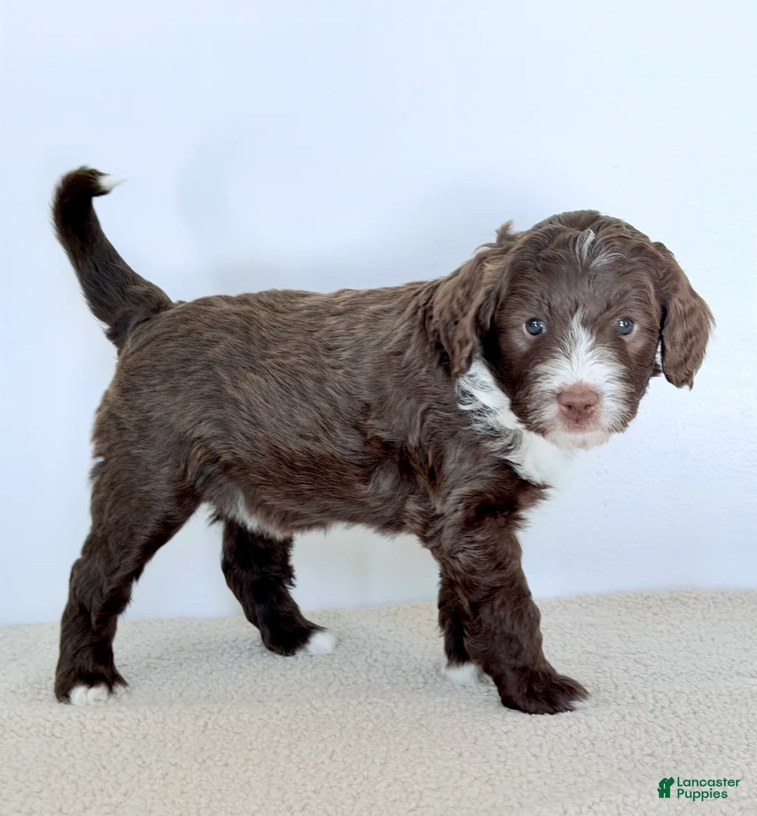 Bernedoodle dogs for sale: Honor  - Ad 4