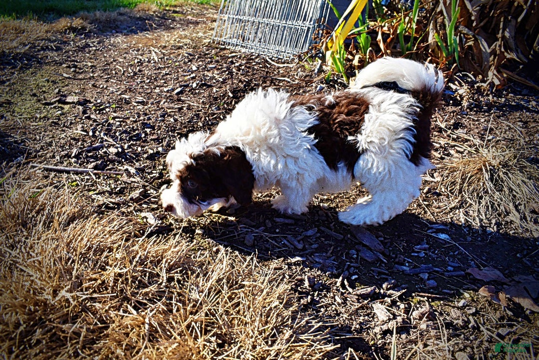 Havapoo dogs for sale: Simba - Ad 10