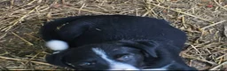 Border Collie dogs for sale: GiGi (Call-Text) - Ad 2
