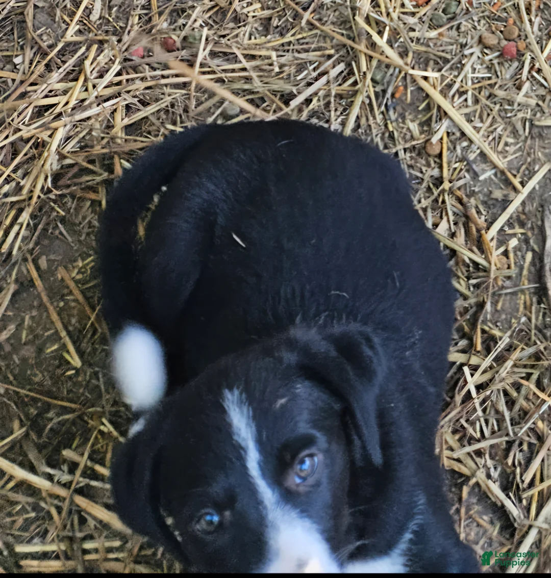 Border Collie dogs for sale: GiGi (Call-Text) - Ad 2