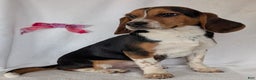 Beagle dogs for sale: Ross - Ad 5