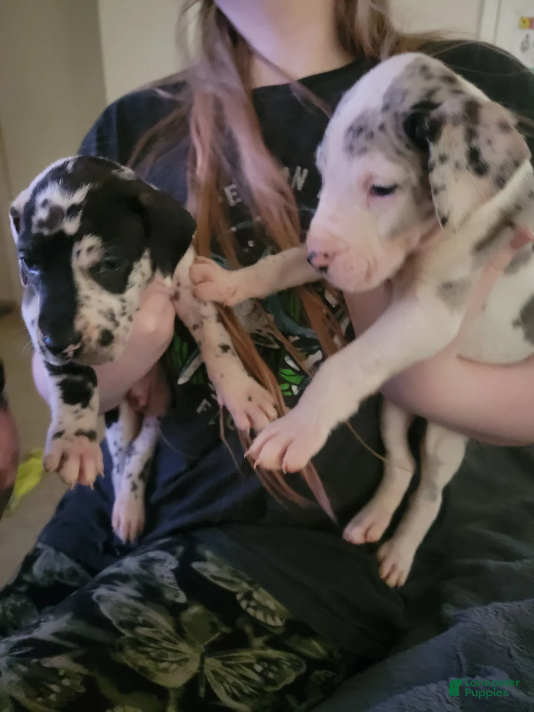 Great Dane dogs for sale: Great Dane 12 - Ad 2