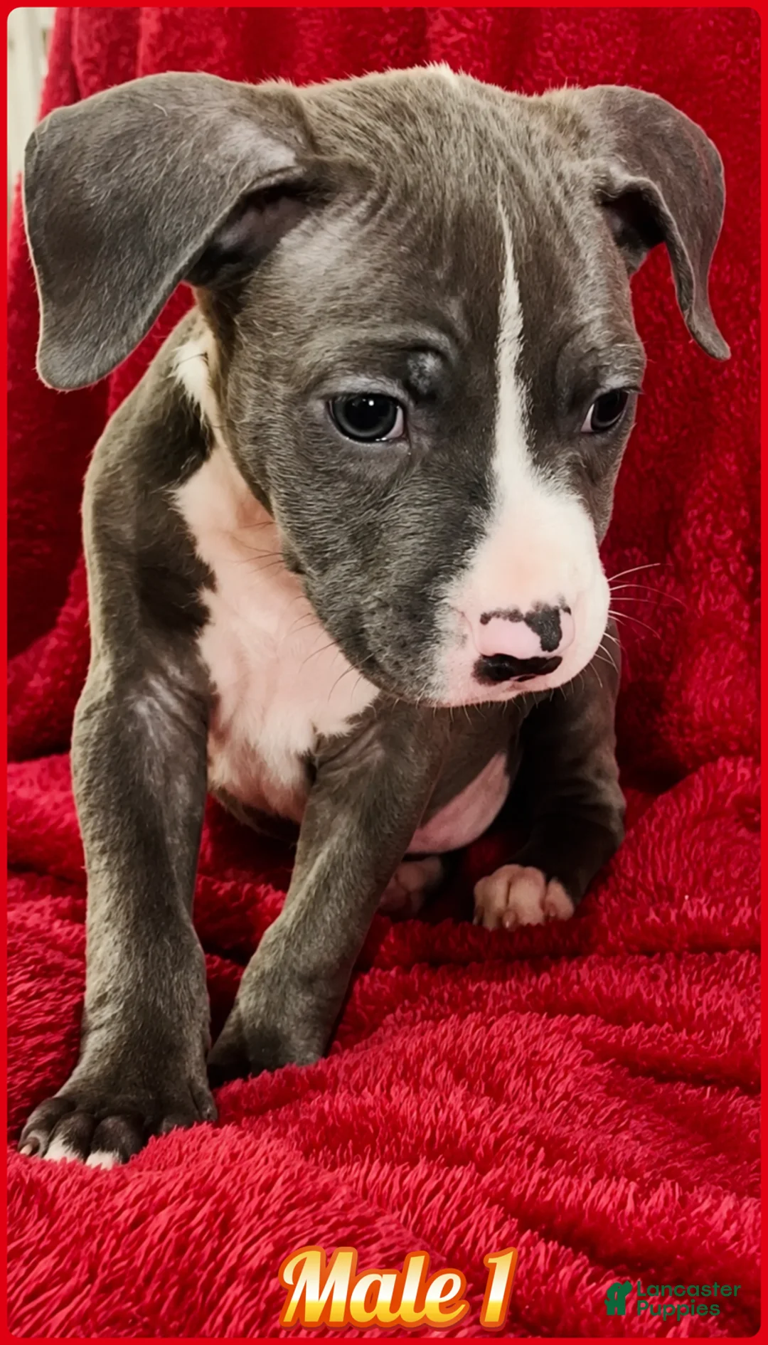American Pit Bull Terrier dogs for sale: American Pit Bull Terrier 1 - Ad 1