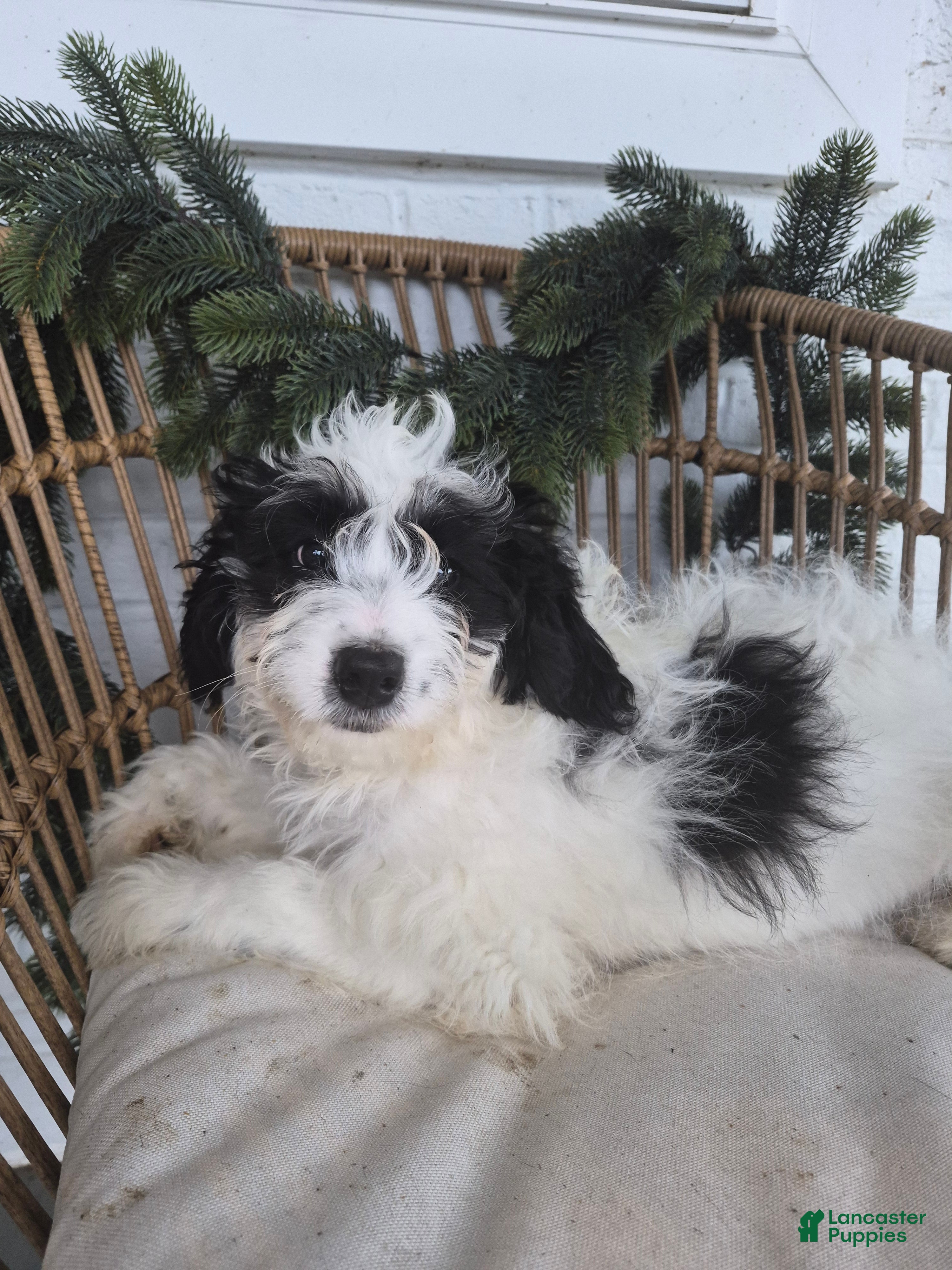 Mini Bernedoodle dogs Leo - Ad 42