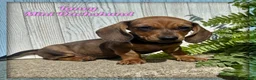 Miniature Dachshund dogs for sale: Laney - Ad 1
