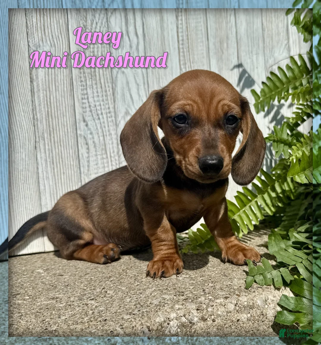 Miniature Dachshund dogs for sale: Laney - Ad 1