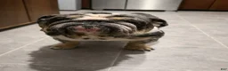 English Bulldog dogs for stud: Monty  - Ad 4