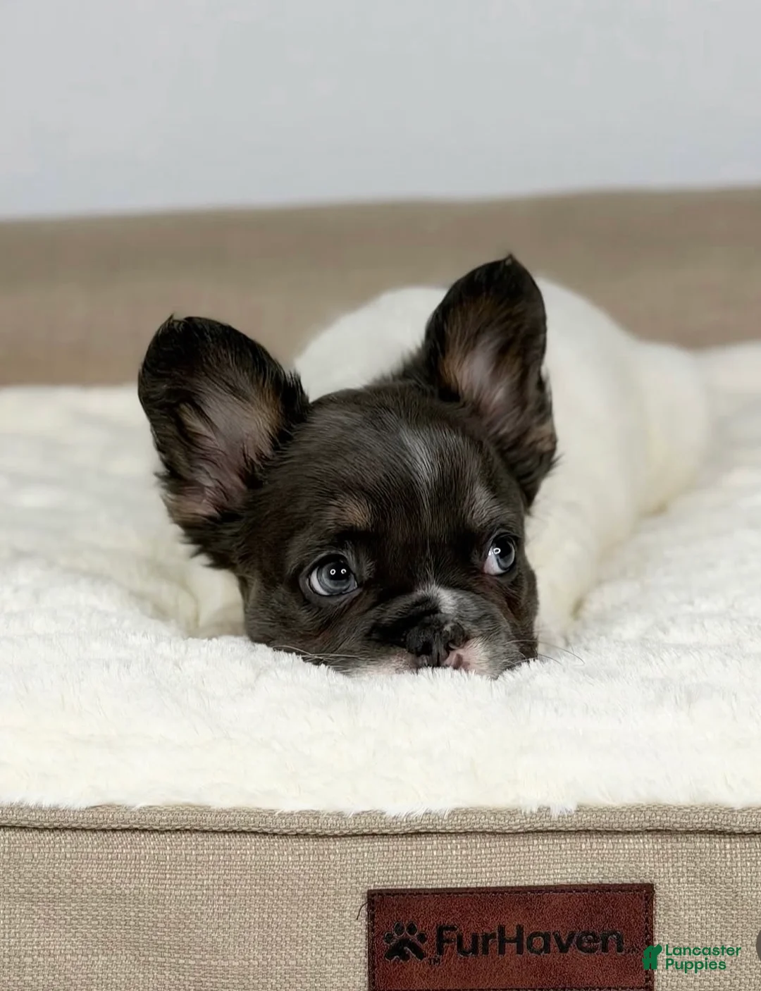 French Bulldog dogs for sale: French Bulldog Puppy 1 - Ad 2