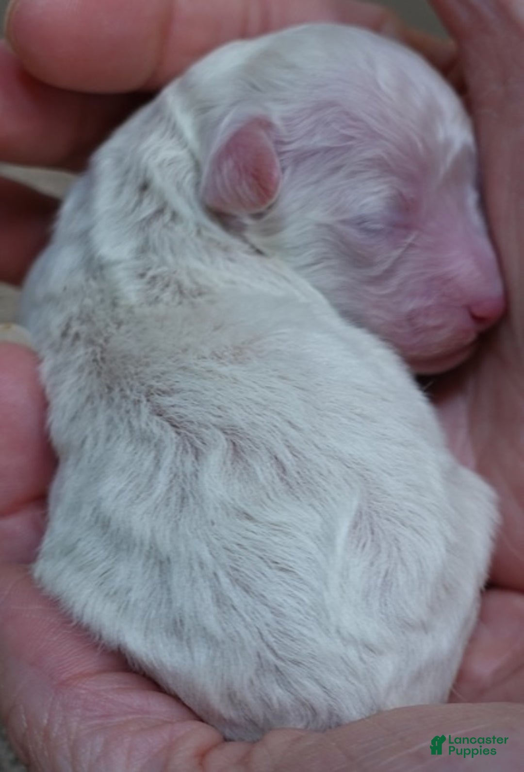 Toy Poodle dogs for sale: Ramses - Ad 6