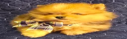 Pomeranian dogs for sale: Cho merle boy  - Ad 3