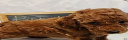 Mini Goldendoodle dogs for sale: Brooke - Ad 4