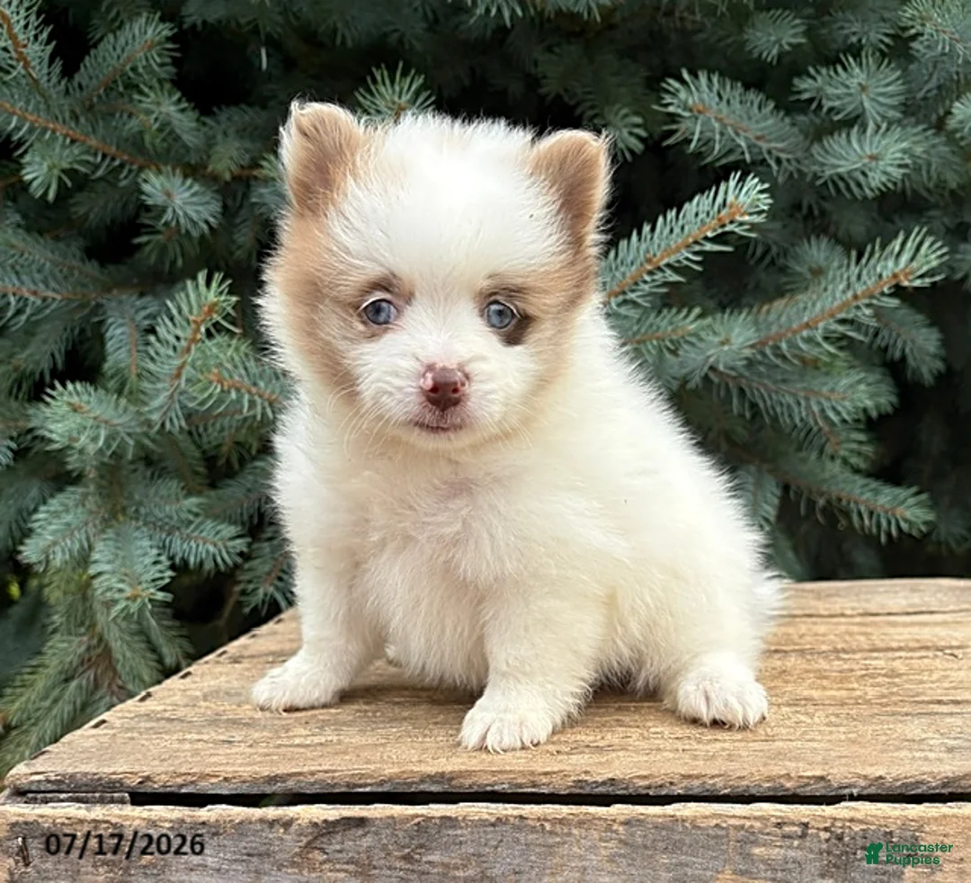 Pomeranian dogs for sale: Pixie - Ad 2