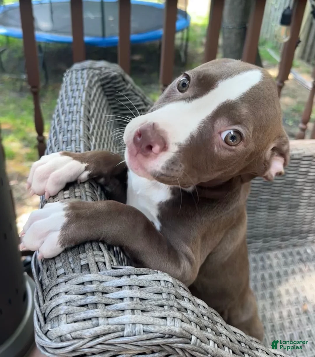 Mixed Breed dogs for sale: Brownie - Ad 9