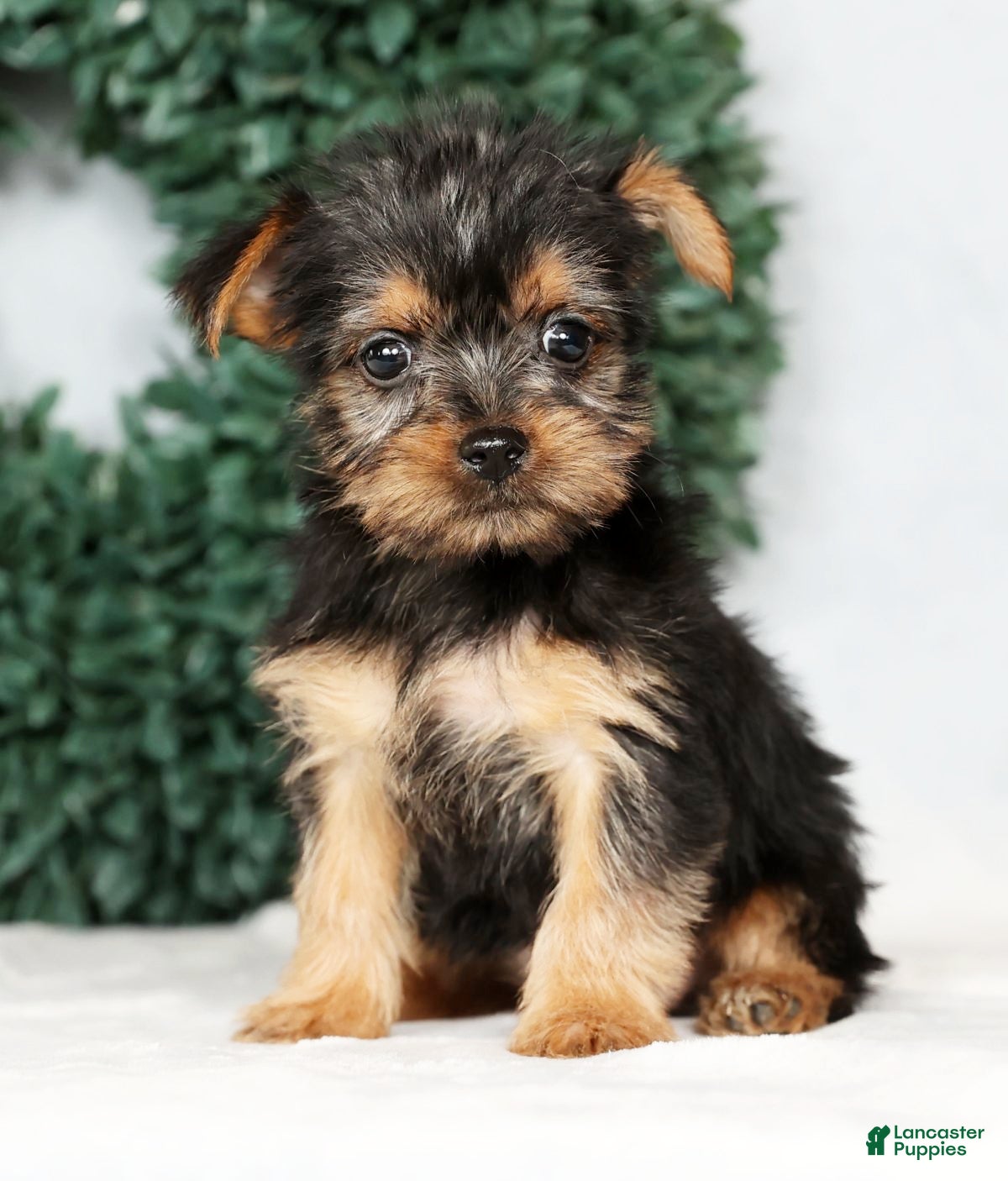 Yorkshire Terrier dogs Kennedy - Ad 2