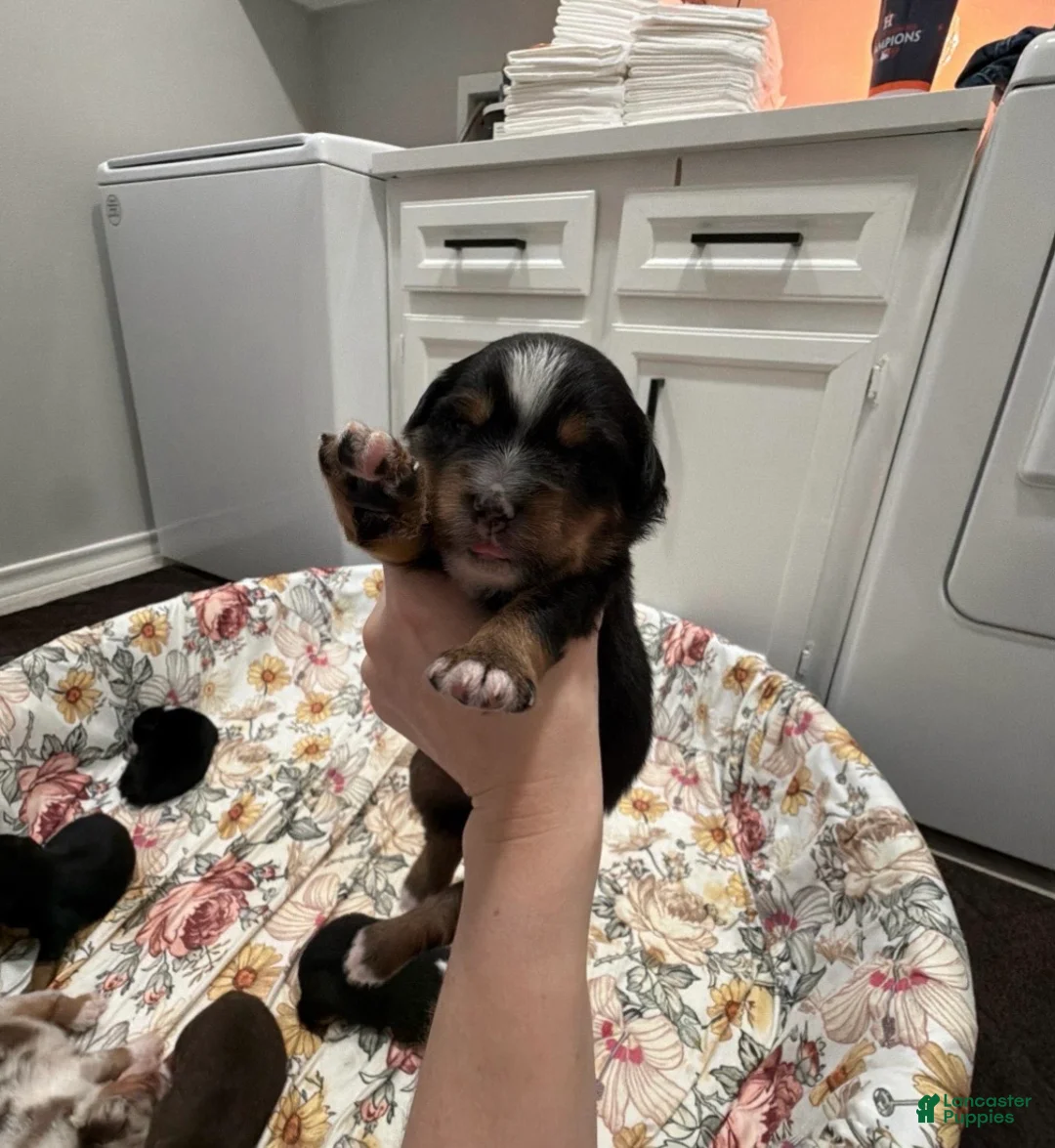 Miniature Australian Shepherd dogs for sale: Rowdy - Ad 1