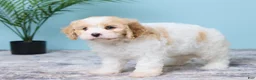 Cavapoo dogs for sale: Lola - Ad 5