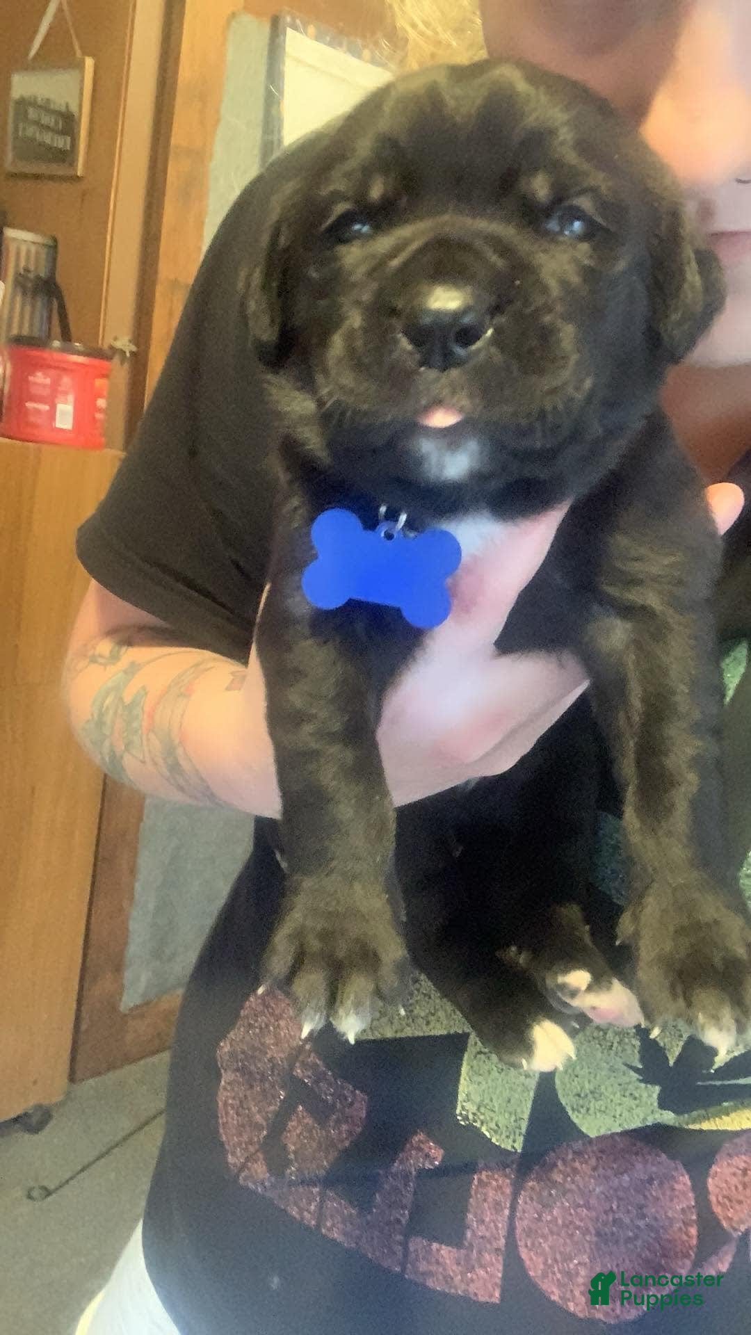 Gallery Image {{count}}