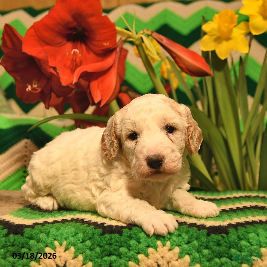 Mini Goldendoodle dogs Spot  - Ad 2