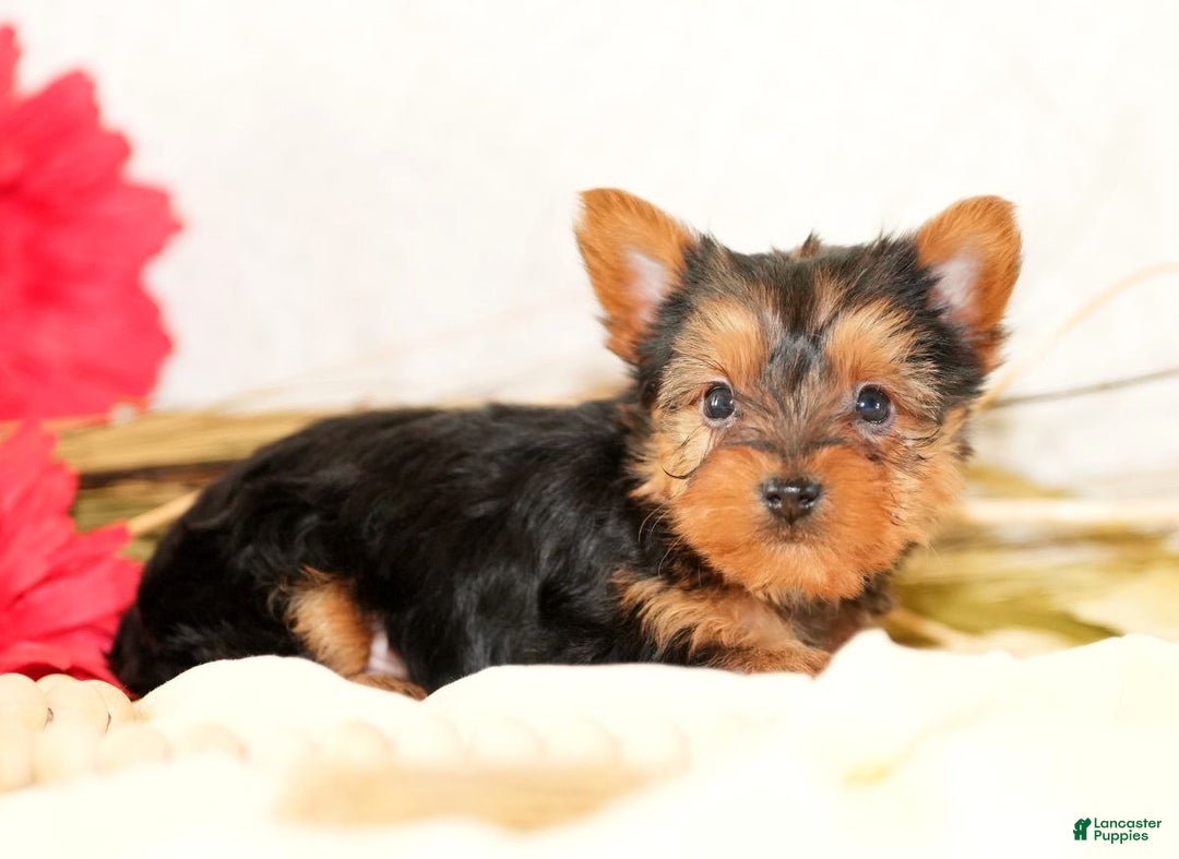 Morkie dogs for sale: Preston - Ad 4