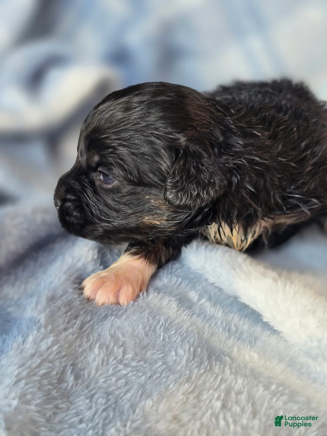 Mixed Breed dogs for sale: Petunia  - Ad 1