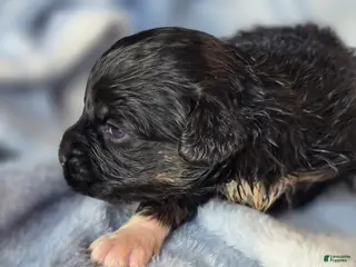 Mixed Breed dogs Petunia - Ad 39