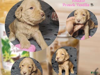 Goldendoodle dogs French Vanilla - Ad 31