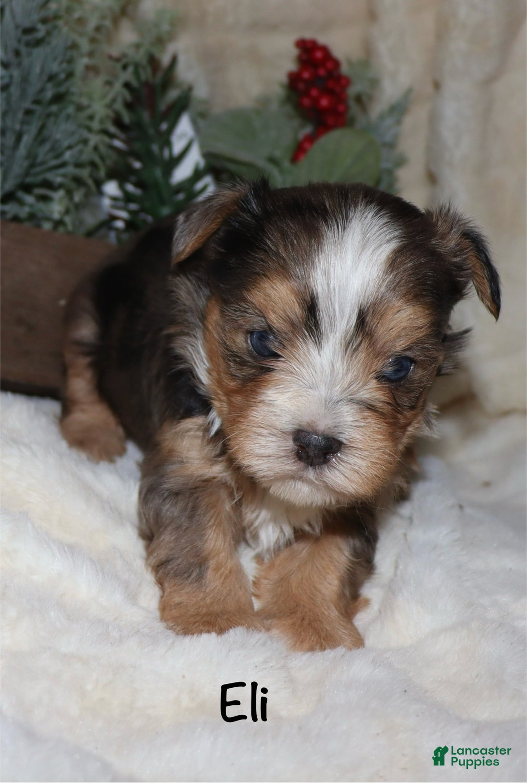 Yorkshire Terrier dogs for sale: Eli - blue merle - Ad 4