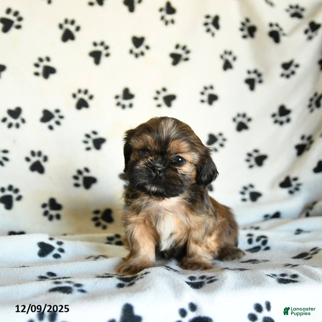 Shih Tzu dogs for sale: Paws - Ad 3