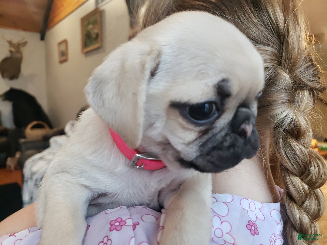 Pug dogs for sale: Pippi - AKC - Ad 5