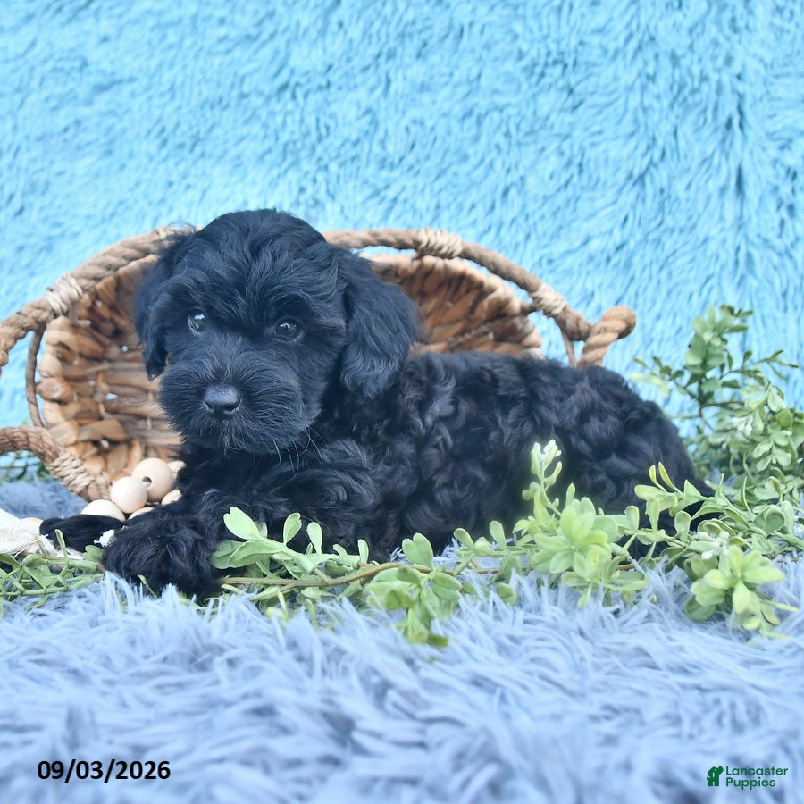 Havapoo dogs Midnight - Ad 1