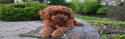 Cavapoo dogs for sale: Hudson - Ad 16