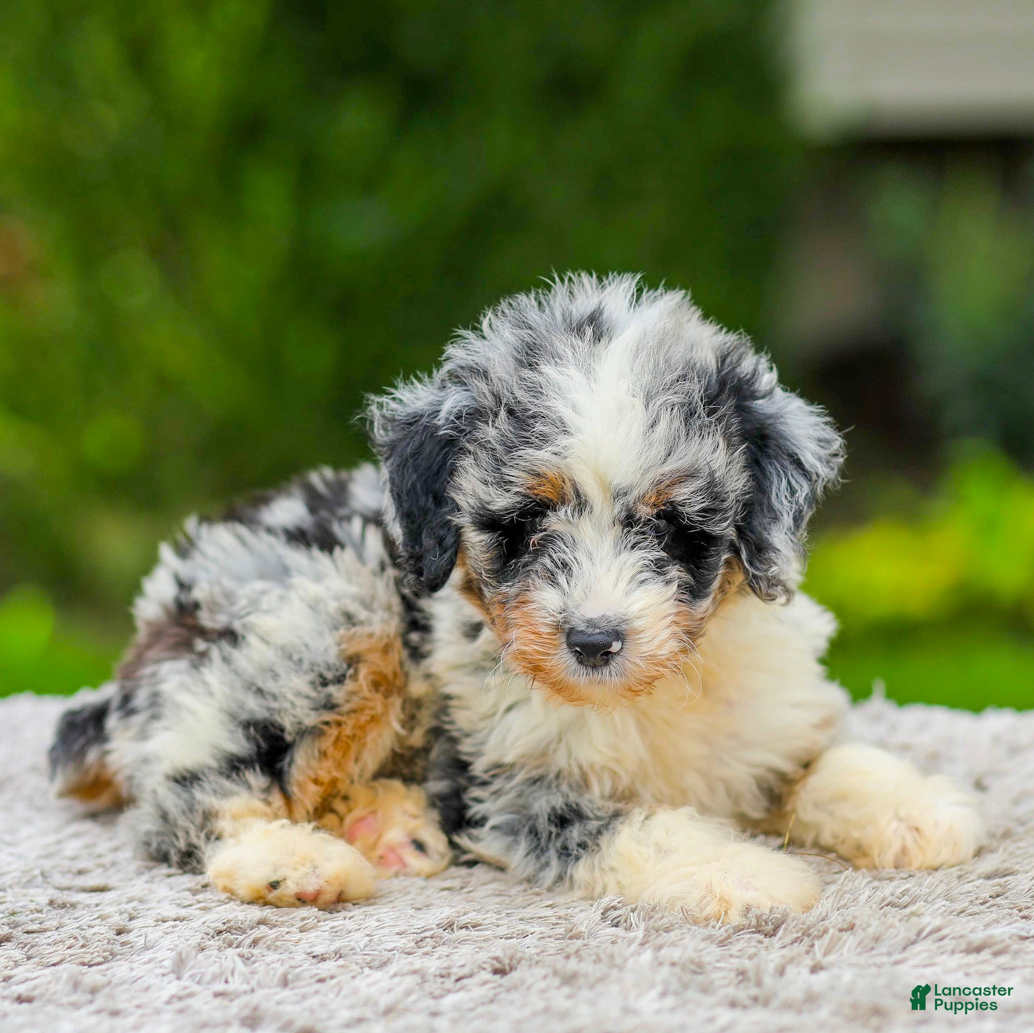 Mini Aussiedoodle dogs Baxter - Ad 1