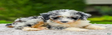 Baxter
