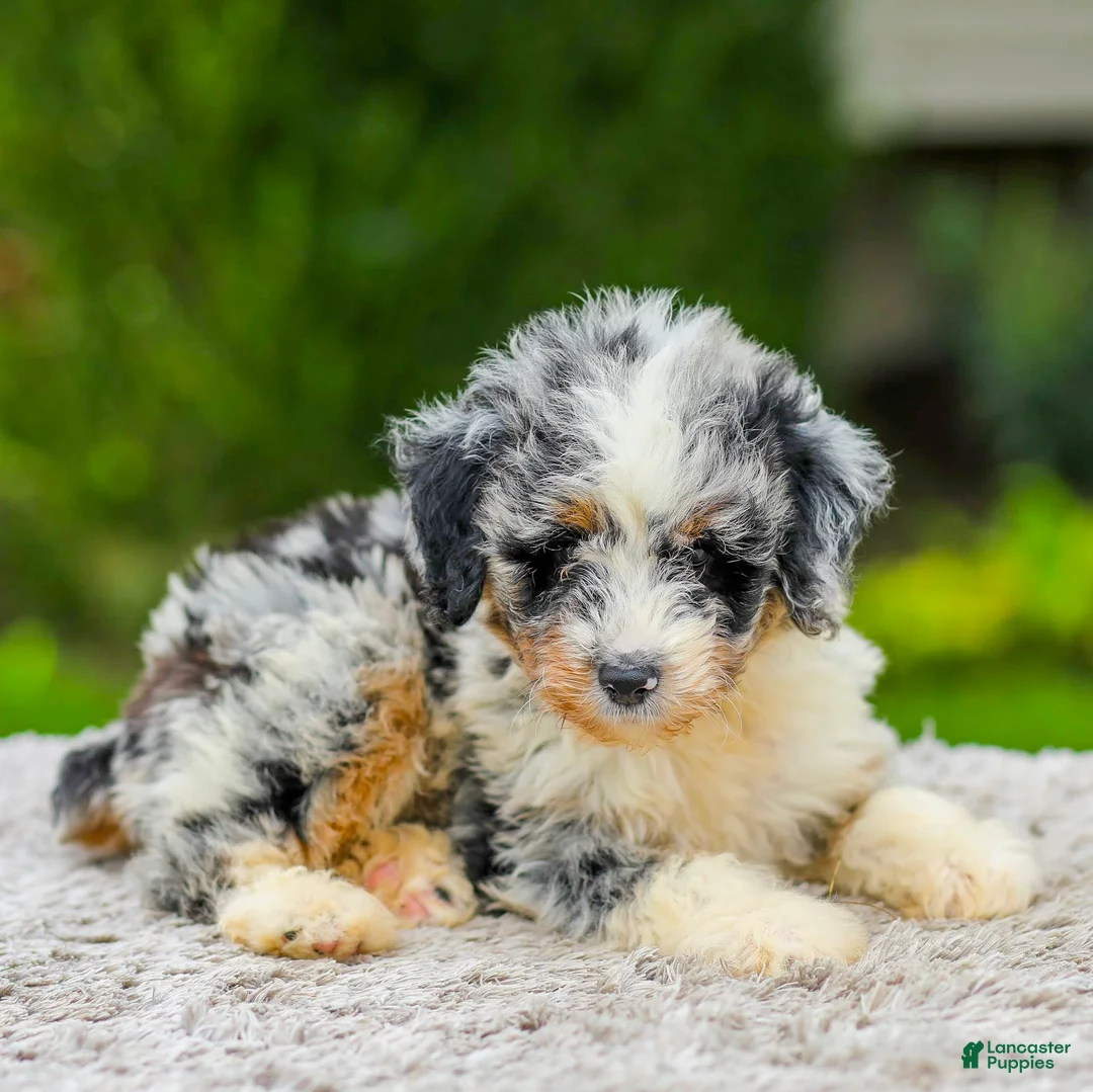 Mini Aussiedoodle dogs for sale: Baxter - Ad 1